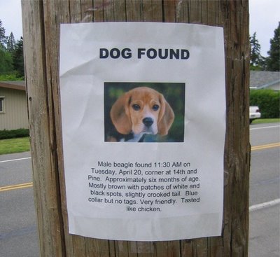 Dog Found