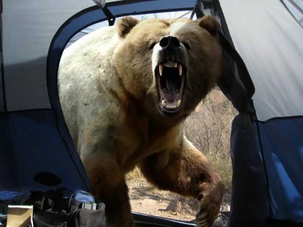 bear in tent
